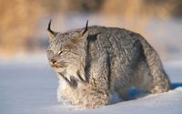 Lynx