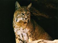Lynx1